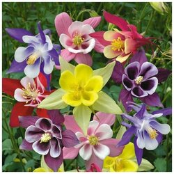 Основная фотография от вендора