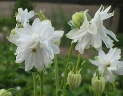 Основная фотография от вендора