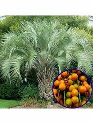 Основная фотография от вендора