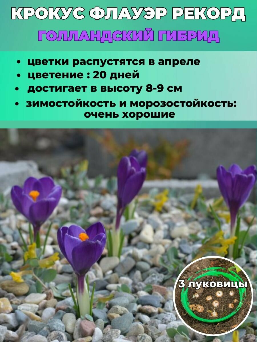 Обработка луковиц