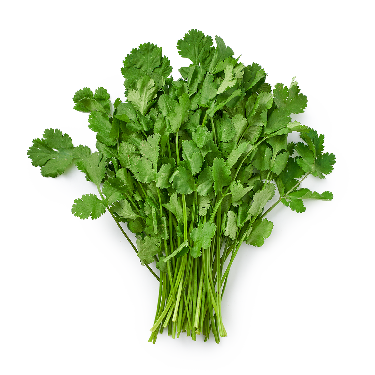 Изображение товара Кинза 50 г