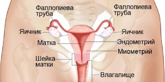 Будут ли идти месячные при удалении обеих яичников - фото презентация