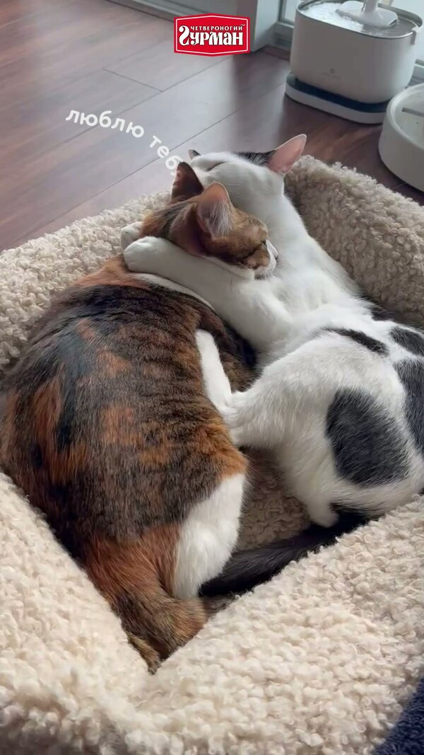 Корм для кошек