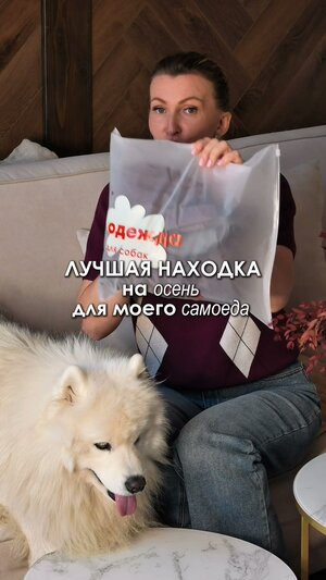 На Арни дождевик от @muzzle_pet для крупных пород хвостиков 🐾💫 Два цвета на выбор: шоколад и бежевый Размерная сетка:…