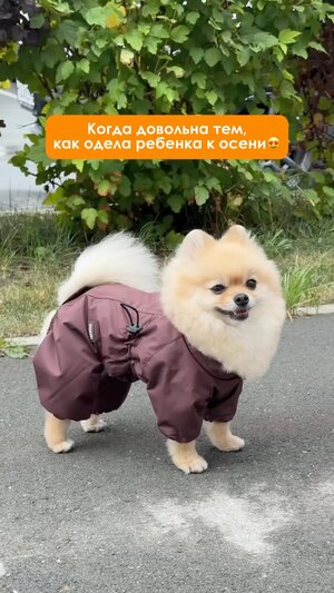 Как заказать дождевик для шпицев от @muzzle_pet 👇🏻 🛒На нашем сайте muzzle-pet.com (прямая ссылка в шапке профиля) На…