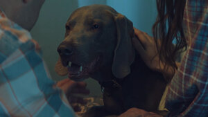 След. Новые легавые кадр 6 на Эмбликс в Hd