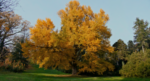 Молчаливый друг кадр 45 онлайн-кинотеатр Эмбликс