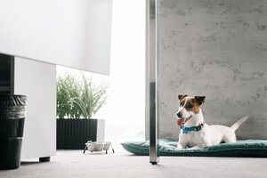 Жека Рассел кадр 19 на Эмбликс в Hd