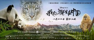 Постер: (Рождённые в Китае, 2016 - вся информация о фильме на FilmNavi.ru