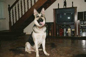 Возвращение Мухтара кадр 2 на Эмбликс в Hd