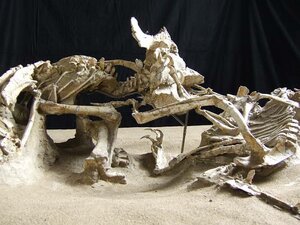 Динозавры живы! 3D кадр 10 онлайн-кинотеатр Эмбликс