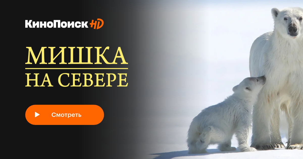 Мишка на Севере – трейлеры, даты премьер – КиноПоиск