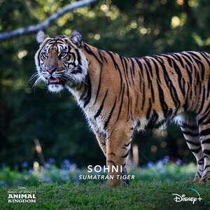 Постер: (Magic of Disney's Animal Kingdom, 2020 - вся информация о сериале на FilmNavi.ru