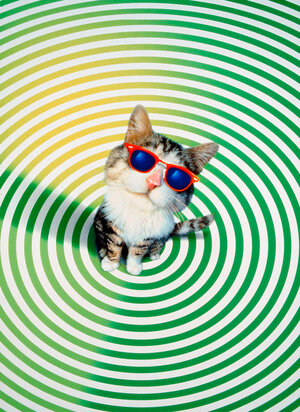 Постер: (Эта дикая кошка, 1997 - вся информация о фильме на FilmNavi.ru