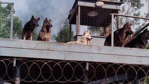 Свора кадр 5 онлайн-кинотеатр Эмбликс