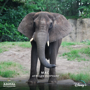 Постер: (Magic of Disney's Animal Kingdom, 2020 - вся информация о сериале на FilmNavi.ru