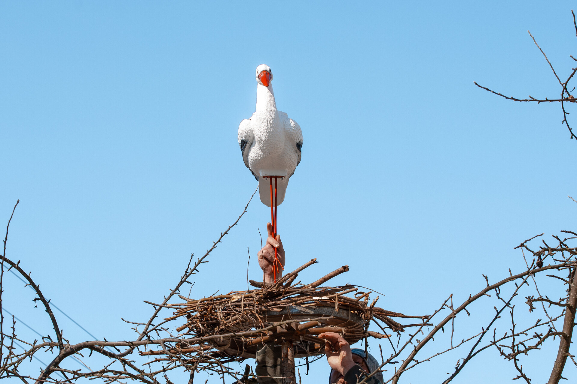 Аист на крыше современная обработка