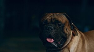 Джек и Лондон кадр 10 на Эмбликс в Hd