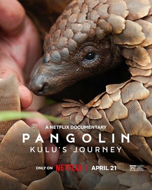 Постер: (Pangolin: Kulu's Journey, 2025 - вся информация о фильме на FilmNavi.ru