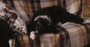 Двое в одной жизни, не считая собаки кадр 10 онлайн-кинотеатр Эмбликс