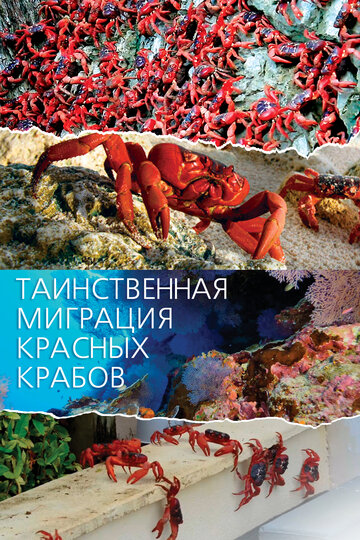 Таинственная миграция красных крабов (2020)