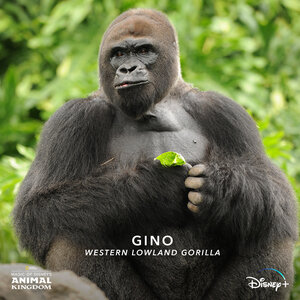 Постер: (Magic of Disney's Animal Kingdom, 2020 - вся информация о сериале на FilmNavi.ru