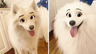 Находка дня: Фильтр, который делает из обычных собак персонажей Disney