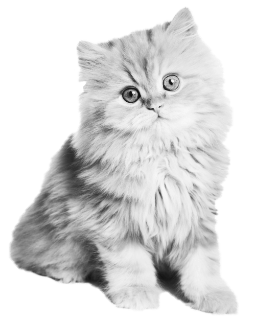 varioqub-cat