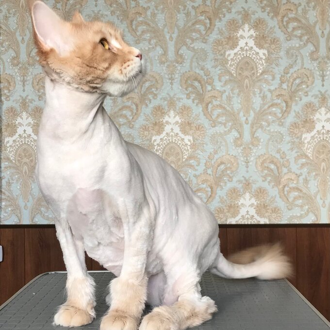 Стрижка кошек