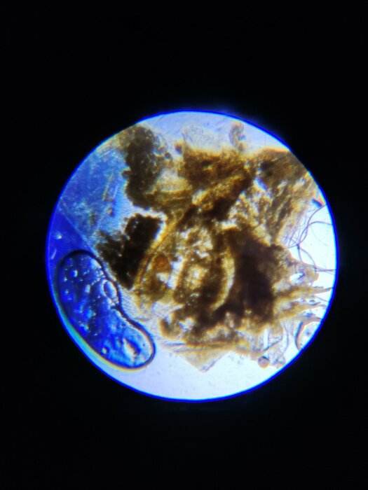 Аксессуары LEVENHUK LabZZ CP24 (72870) зеленый/оранжевый - фото № 2 от пользователя  anonymous