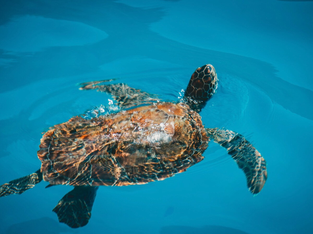 Морская черепаха — только один из представителей местной фауны, которого можно увидеть на дайвинге в Каше.