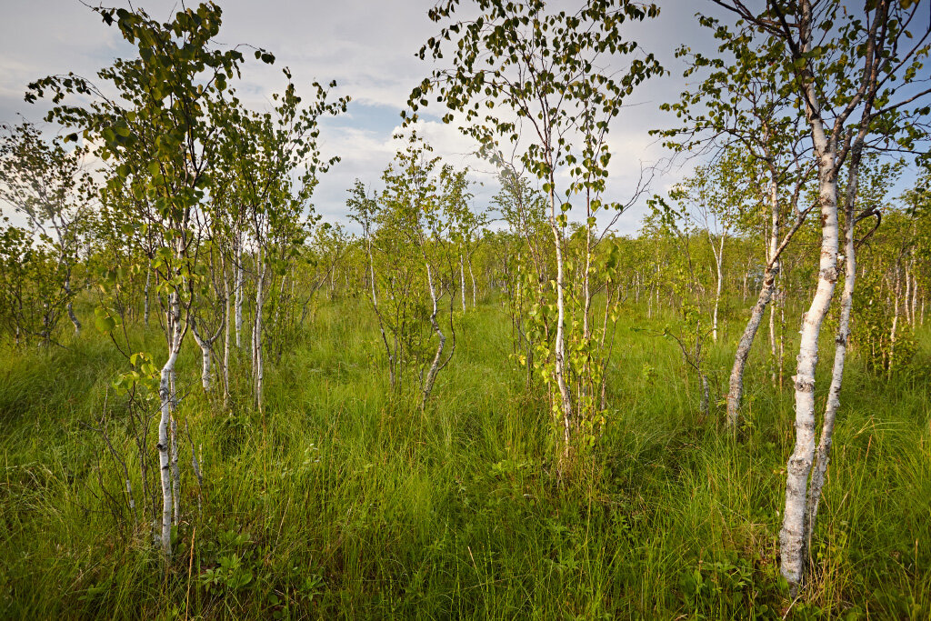 Болото хоть и обычное, но представляет историческую ценность