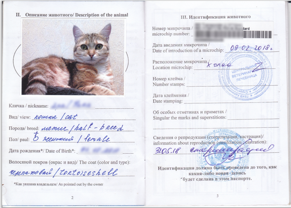 Что такое паспорт животного, как его заполнять, сколько стоит сделать —  Яндекс Путешествия