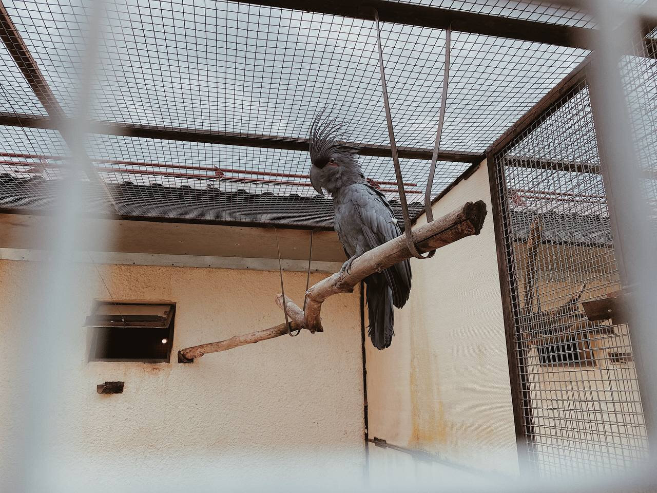 Чёрный пальмовый какаду напоминает демона — это один из самых крупных видов попугаев. Фото: Анастасия Иванова