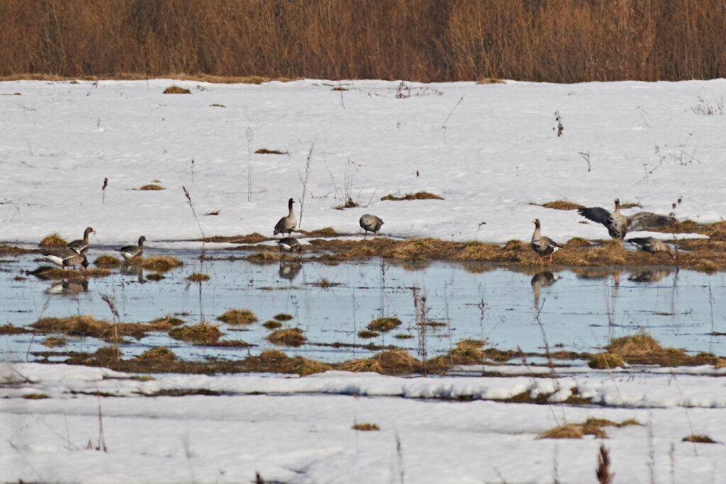 Единовременно здесь могут находиться до 8000 гусей.