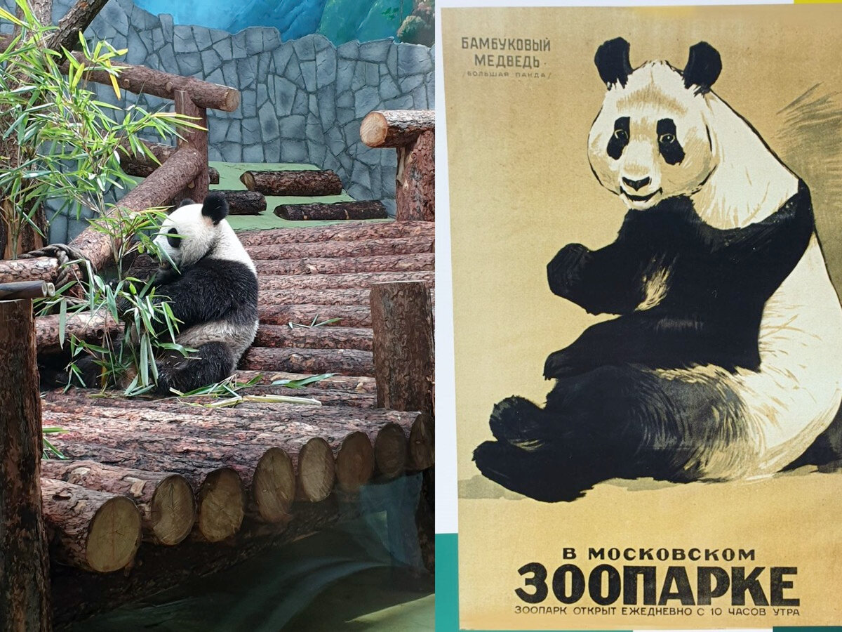 В 2019 году в зоопарке поселились гости из Китая — большие панды Дин Дин и Жуи