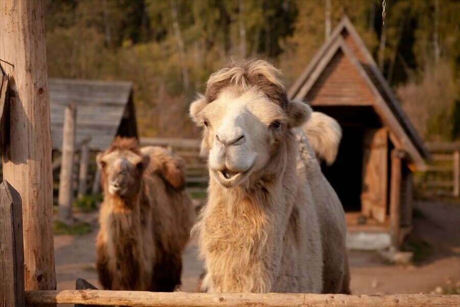 В «Кантри Резорт» работает зоопарк, где живут птицы и звери: волки, рыси, олени, медведи, а также другие животные.