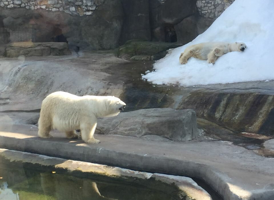 Рядом с вольером белых медведей есть подземное кафе, где можно увидеть, как купаются эти белые гиганты