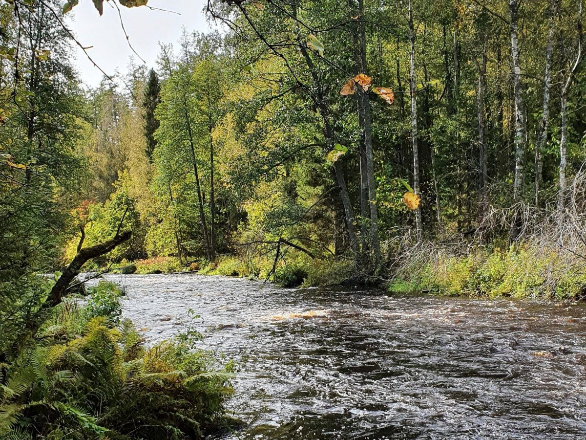 Интересно, что река Рощинка похожа на горную: её русло быстрое и извилистое
