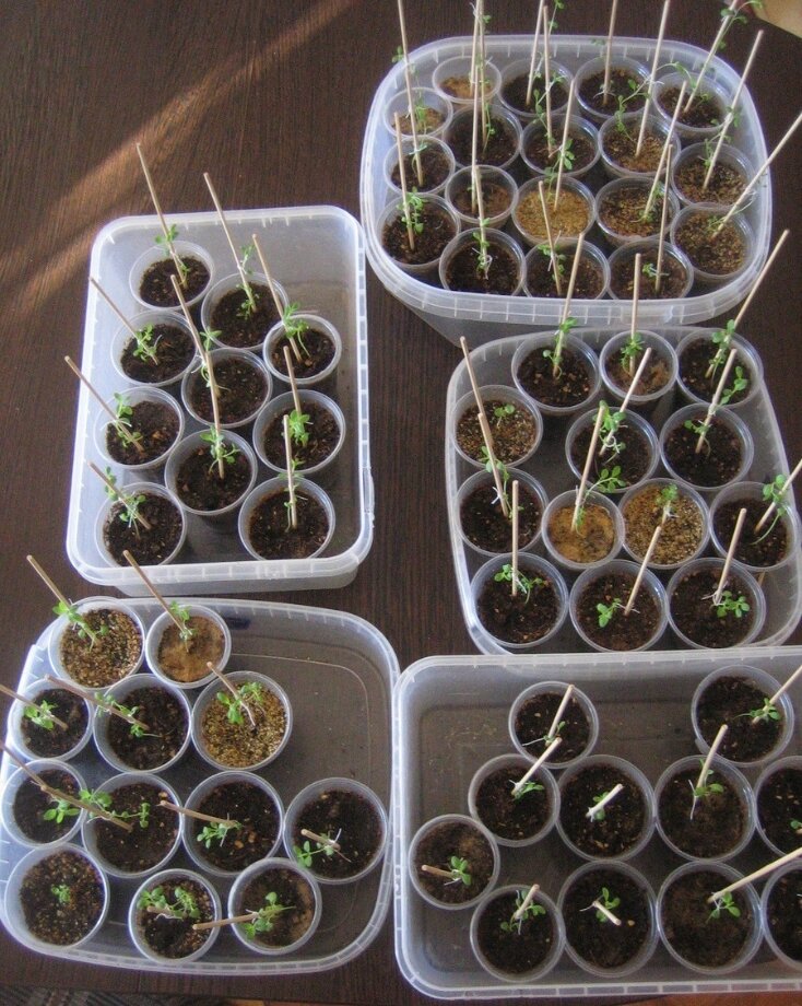 Посадить семена лаванды золотарев семен труп