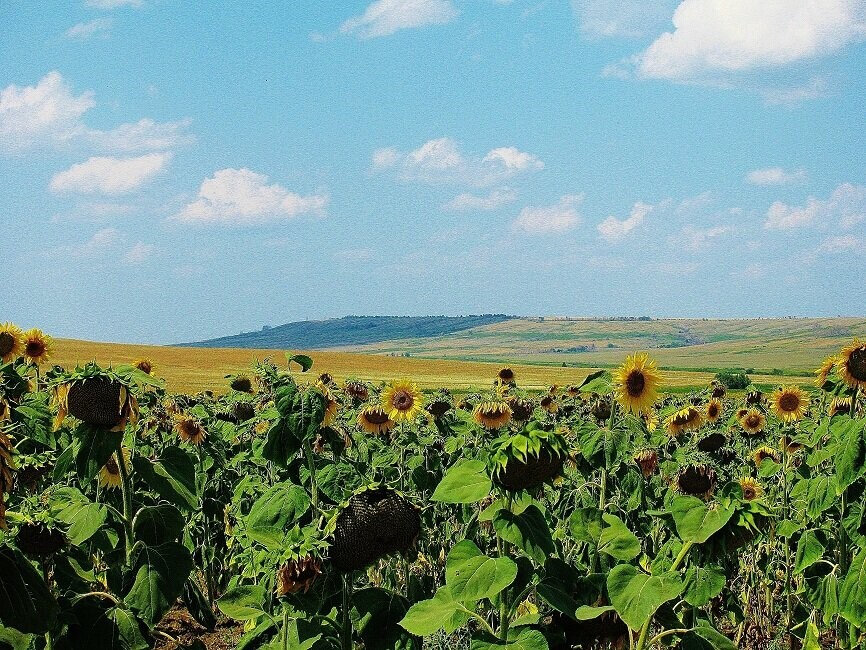 На первый взгляд Медведицкая гряда покажется обычными холмами, поэтому чтобы найти выжженные участки земли или туннели, надо побродить по местности.