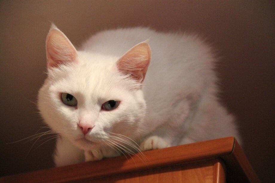 Кот Кузьма — альбинос с красивыми разноцветными глазами, но из-за врожденной глухоты у него сформировался нелюдимый и довольно вредный характер