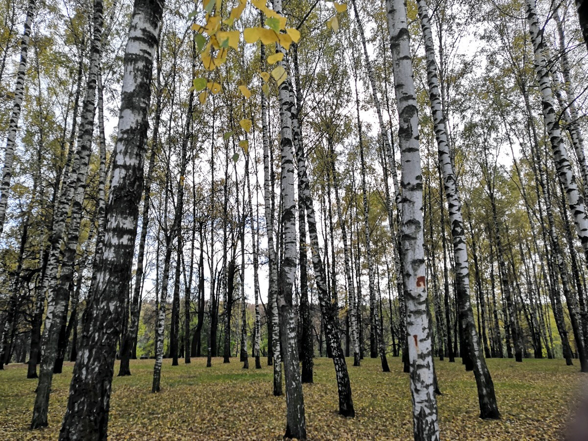 Осенью берёзовые рощи становятся прозрачными
