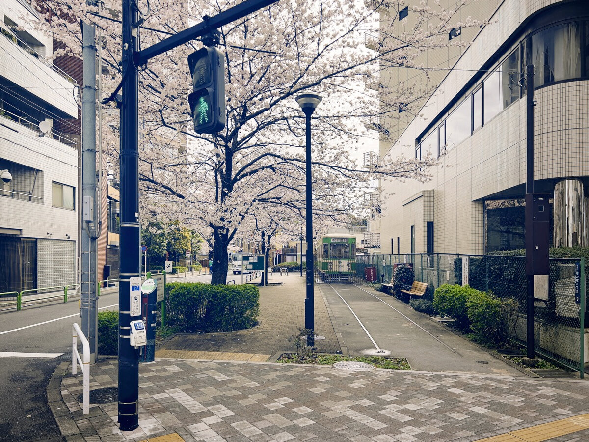 Цветущие деревья в районе Икенохата, Токио.