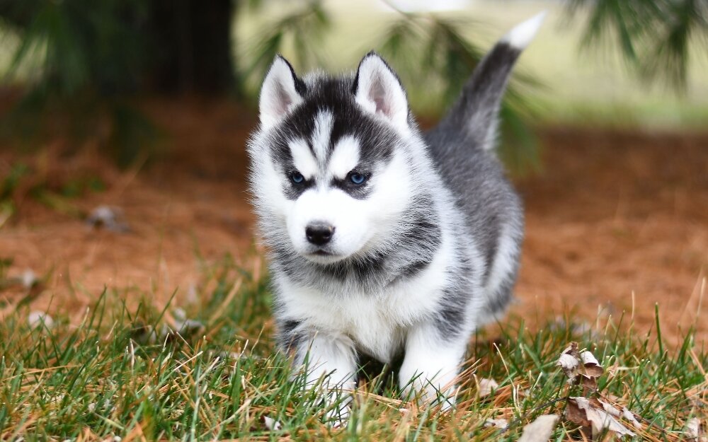 1. Начните тренировку с раннего возраста