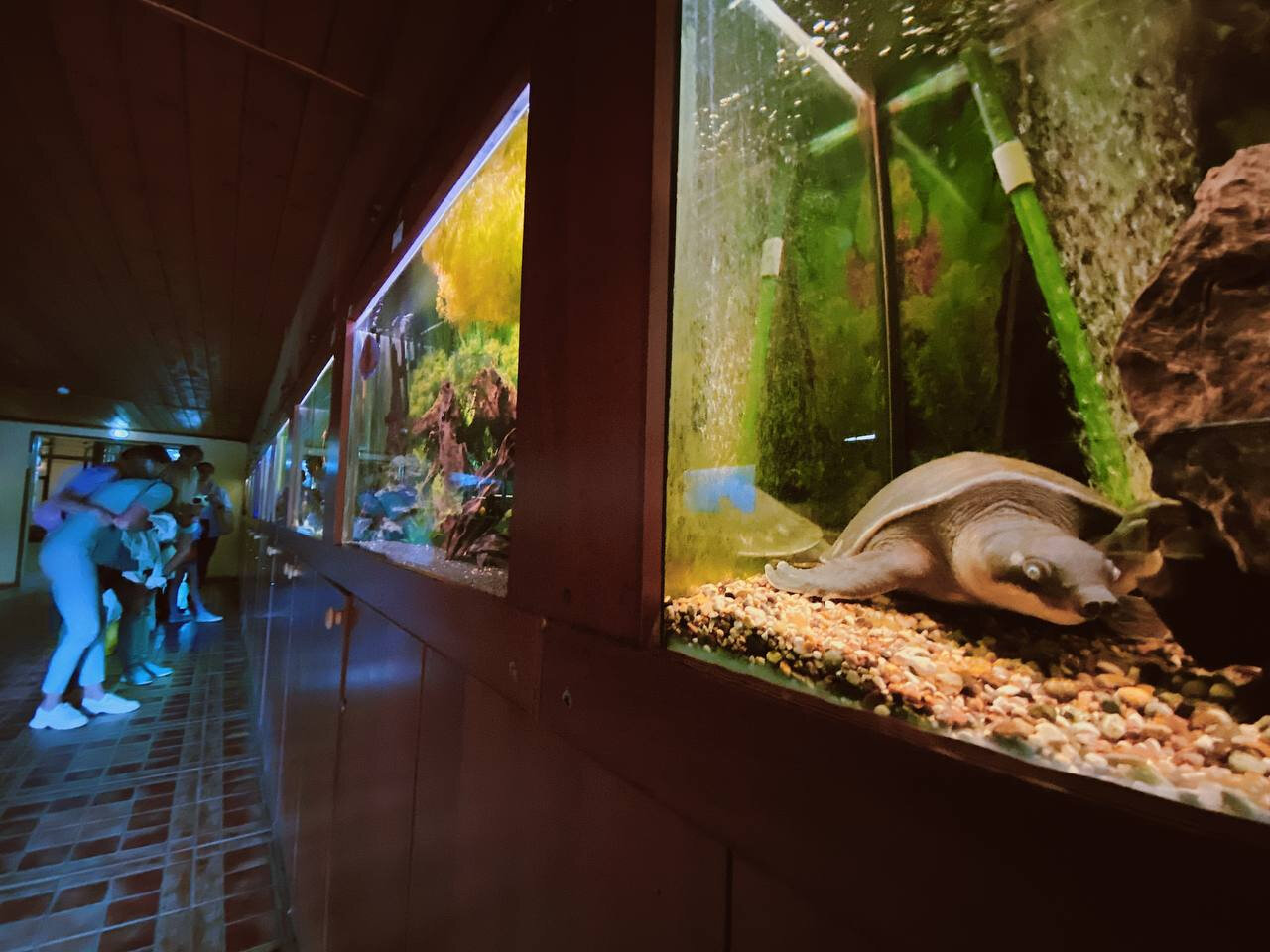 В Экзотариуме живет двухкоготная черепаха — одна из самых редких в мире. Фото: Анастасия Иванова