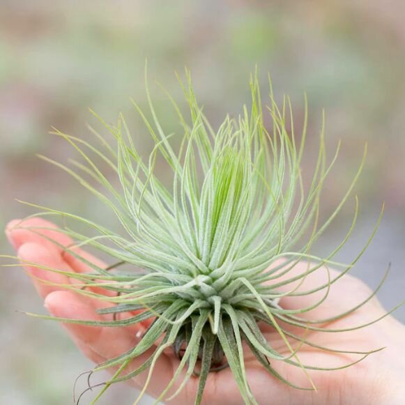 Тилландсия Магнусиана (Tillandsia Magnusiana)