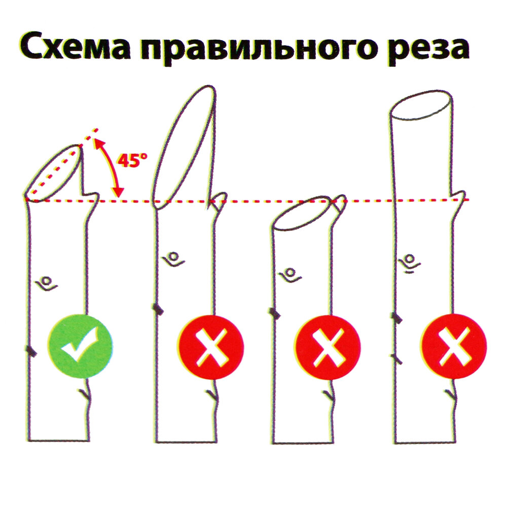 Секатор-ножницы TRAVENA для комнатных растений - фотография № 6