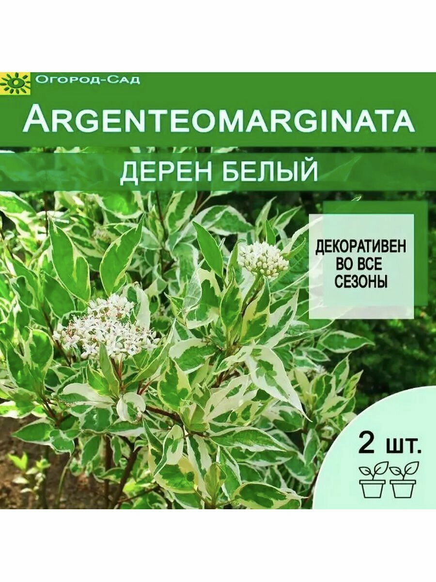 Дерен белый Cornus alba Argenteomarginata 2 штуки