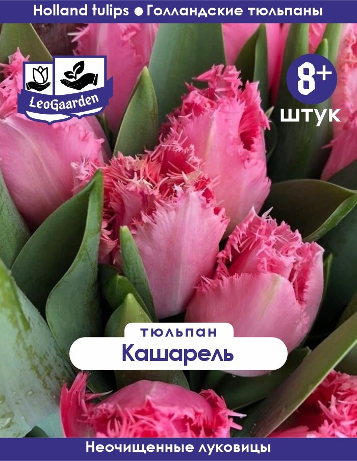 фото Тюльпан Луковица, Кашарель, 8+ шт